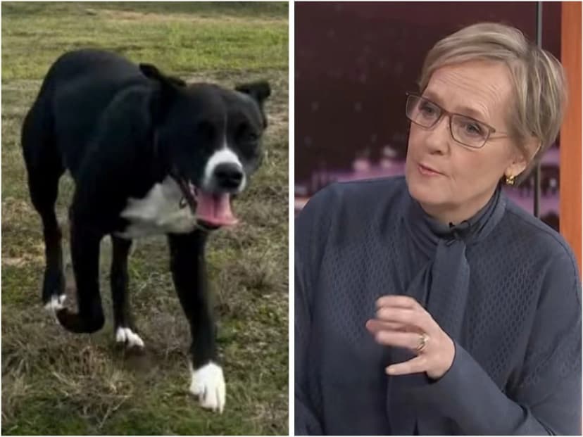 Barnaby, Stellar and ABC highlight the great working dog divide